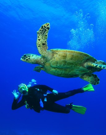 Scuba diver swimming with sea turtle in Caribbean