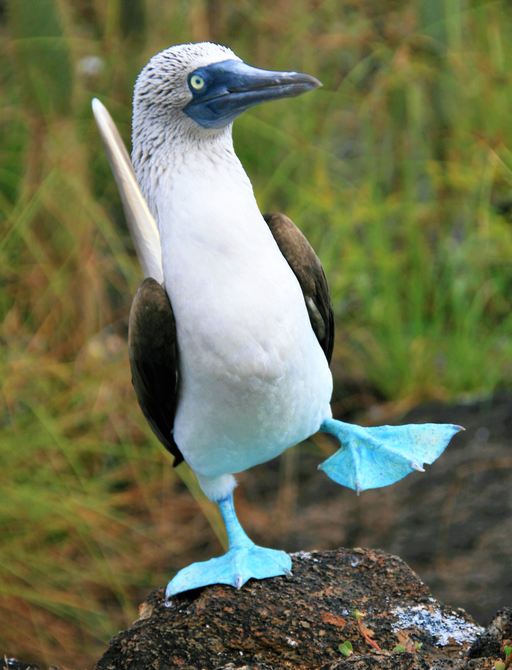 Blue-footed booby in Galapagos