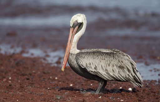 A brown pelican in the Galapagos