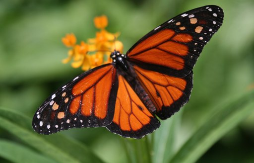 Butterfly Farm in St Martin, Caribbean