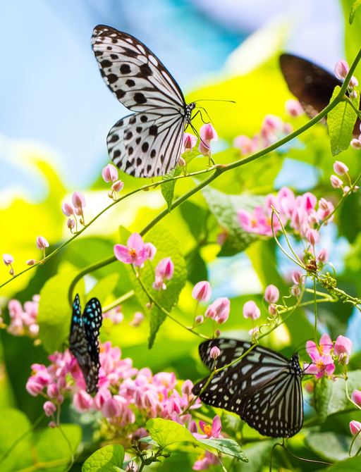 Butterfly Farm in St Martin, Caribbean