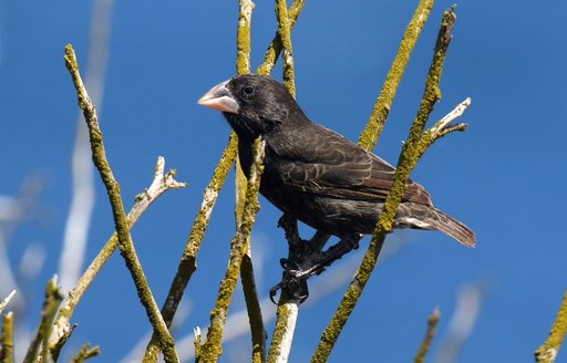 Cactus finch perched on a branch on Espanola island, Galapagos