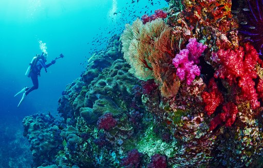 Colourful coral reef in Galapagos