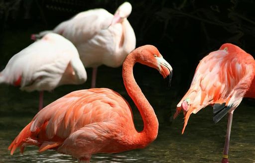 A flamboyance of flamingos in the Galapagos