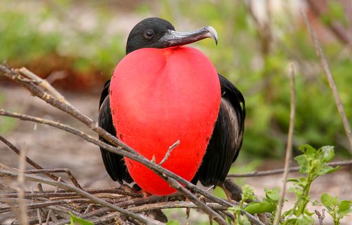 Male frigatebird on Galapagos