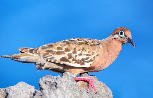 Galapagos dove