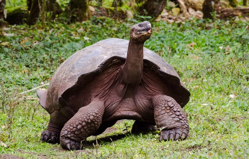 Galapagos giant tortoise