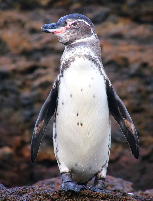 Galapagos penguin