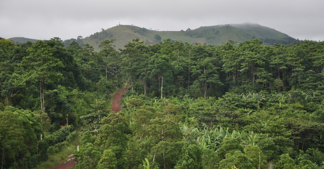 Dense highland forest, Galapagos