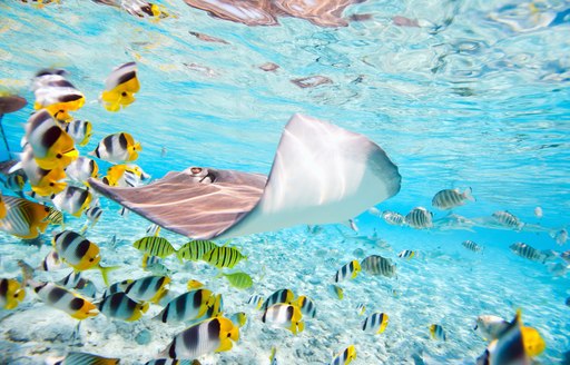 A manta ray flying over colorful reef fish in Tahiti