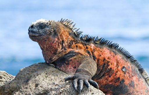 A basking marine iguana in Galapagos