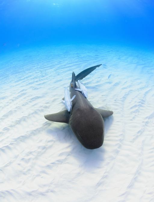 Nurse shark with pups