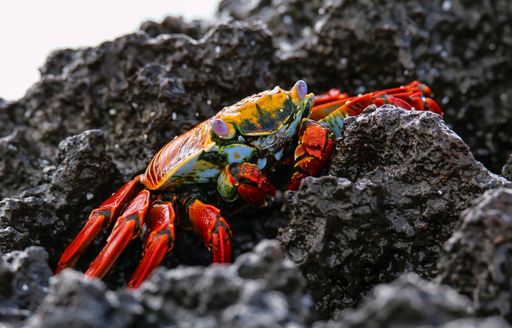 Sally Light-footed crab on Gardner Bay in the Galapagos