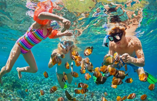 Snorkelers amid tropical fish in the Caribbean