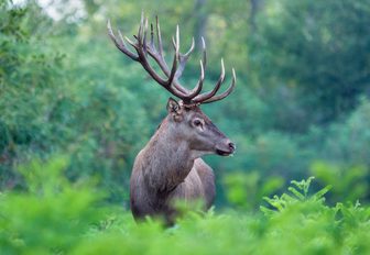 Stag in Scotland