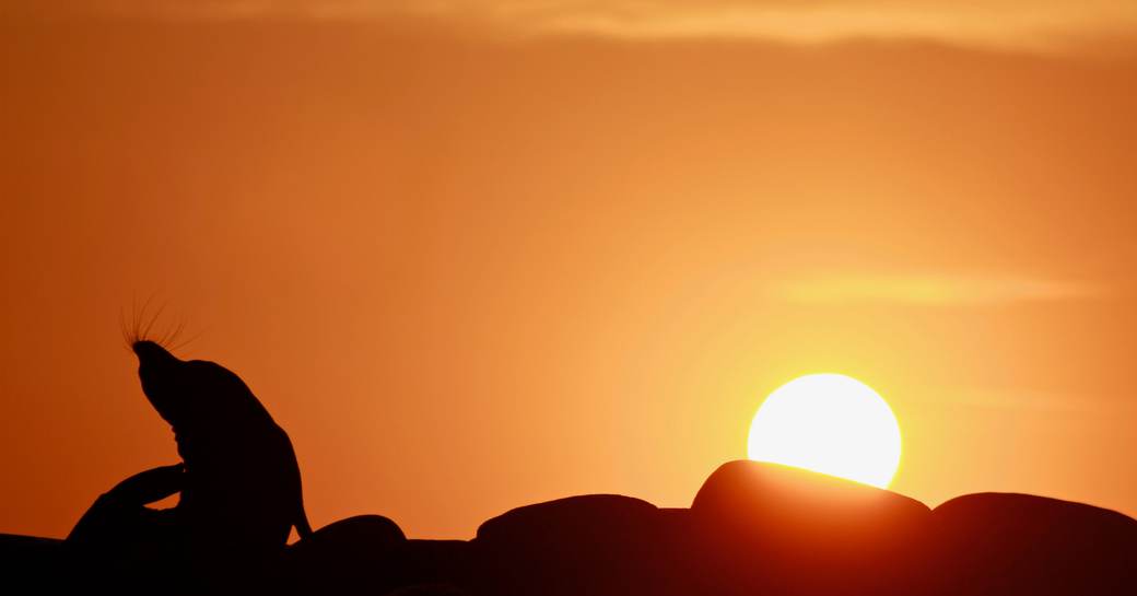 A sealion poses silhouetted against a sunset in the Galapagos