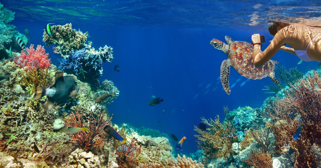 Diving in the Bahamas