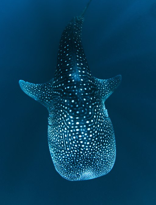 Whale shark in the Galapagos 